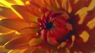 Как распускаются цветы таймлепс. Шикарно! Flowers in growth time lapse