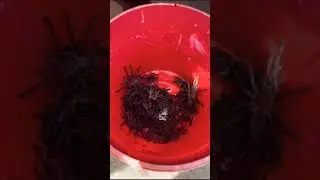deep fried spider