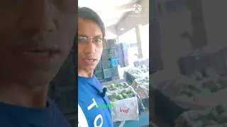 Mango wholesale market | wholesale mango market | #shortsfeed
