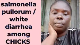 SALMONELLA PULLORUM / WHITE DIARRHEA AMONG CHICKS 🧑&zwj;🌾
