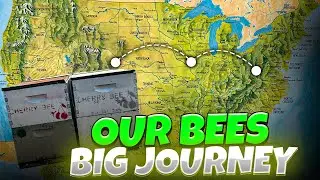 Our Honey Bees' Big Journey: Pollinating, Honey Extraction, And Wintering In Florida And California!