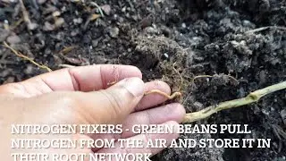 Life Cycle: Green Beans | EBLLC, Inc.