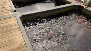Binnenkijken bij: Koshiji Koi Farm (Kase)