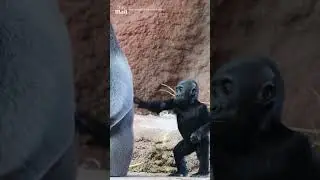 Baby gorilla annoys father