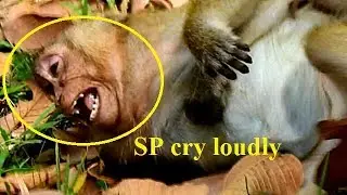 Ah! What Happen Wrong on Sweetpea? - Why Sweetpea crying loudly like this?
