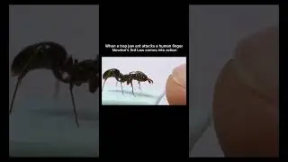 What Happens When a Trap Jaw Ant Bites a Finger?