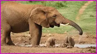 Faune africaine