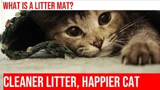 Train Your Cat to Use a Litter Mat: Tips & Tricks