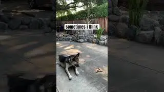 malinois and husky mix #belusky #husky #belgianmalinois #dogshorts #dogsofyoutube #malinois #doggo