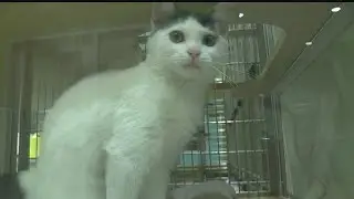 AWL offering low-cost spay and neuter days to control cat population