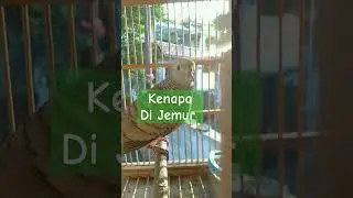 Jemur Perkutut #perkutut #peekututlokal #perkututgacor #merbok #zebradove #bird #birds #birdlife