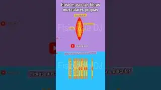 Huso muscular | Huso neuromuscular | Huso muscular fisiolog&iacute;a | Fibras intrafusales