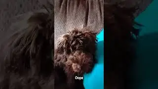 Oops #dog #puppy #cute #funny #pets #subscribe #schnauzer #shorts