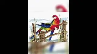 Most beautiful cross stitch embroidery birds/ Ponto de Cruz