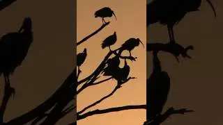 Australian white ibis | #shorts #ibisbird
