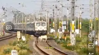 Hewan hewan bermain di rel kereta dan tertabrak #Sapi #ular #burung