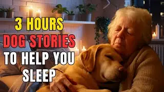 3 Hours Dog Stories to Help You Sleep &ndash; Relaxing Tales for Sweet Dreams