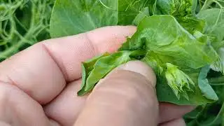 !!! EXTREMĂ URGENȚĂ = MAZĂREA ATACATĂ (din nou ) DE AFIFE ,PURECI și alte G&Icirc;NGĂNII !!!