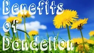 NATURAL COFFEE SUBSTITUTE. DANDELION COFFEE.