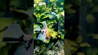 Angry angel fish #shorts