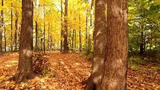 Autumn Leaves Michael Ralph Jones