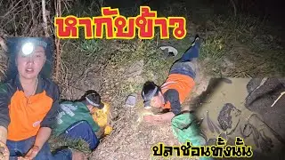 จับปลาจับปูหากับข้าว