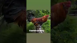 Captain poultry