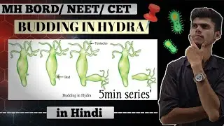 Budding in Hydra | Asexual Reproduction Class 12 Biology | 2025 Preparation