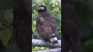suara burung elang ikan sulawesi #birdsong #birds #birdindonesia