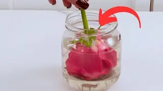 Wirf verwelkte Rosen NICHT weg. So konservierst du sie F&Uuml;R IMMER mit Wachs