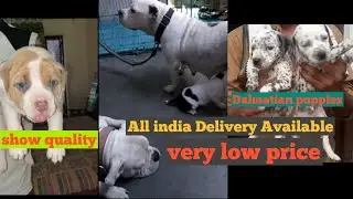 Very good quality & Low price puppies|| All india delivery available with extra charges....