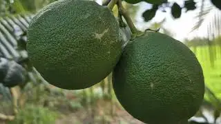Xiêm lục sau mùa lũ