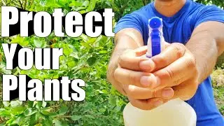 Make an Insecticide : Easy, 100% Organic and CHEAP! | Trinidad and Tobago
