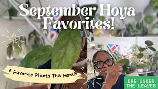September Hoya Favorites 🌸 | 6 Hoyas with Peduncles & New Growth ✨