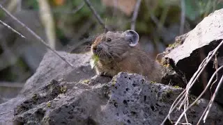 Caring For Oregon's Wildlife And Wild Places