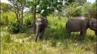 Mother's Love.. ❤❤❤❤In Sri Lanka..🇱🇰🇱🇰
