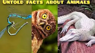 top 10 facts about animals | untold animals facts | untold facts | amazing facts
