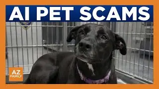 Phoenix woman loses $1,300 to fake police officer in pet scam