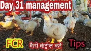 F.C.R.  कैसे मेन्टेन करें || How to control FCR in poultry farming|| FCR MANAGEMENT|| FCR||