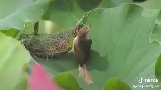 Птичка 