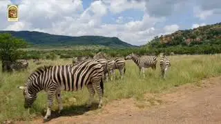 Zebra's grazing and playing 4K view