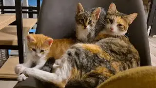 A happy cat family seeking warmth in a cozy caf&eacute; on cold Istanbul days. ᓚᘏᗢ ❤️ ᗢᘏᓗ