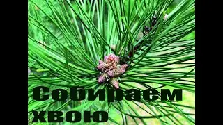 Сбор хвои сосны, рецепты хвойного ферментированного чая и кваса. Весенний лес