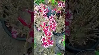 #adenium #adeniumoriginal #adeniumobesum #adeniumflowerplants #adeniumcare