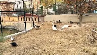 Aquatic Birds in Swat Zoo