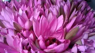 Native Flowers Of Sri Lanka