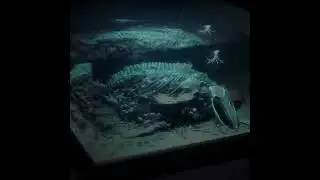 Blender - Whale Fall Diorama - Time Lapse
