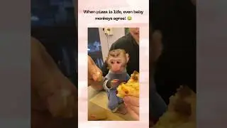 #cute #petexploration #animalcompanionship #cutemonkey