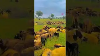malleshwaram sheep lover, nature lovers sheep, rdr2 sheep lover, jb sheep #sheep #sheepbaaing