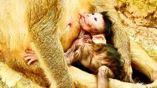 Wow! So Cute Newborn Baby Monkey Maddix, Maddix hug mum looks strong, mum fatigue.